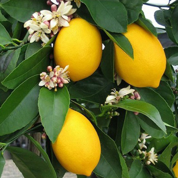 10PCS Pure Sweet Yellow Lemon Tree Antioxidant Seeds Fruits Plant Garden